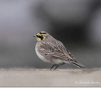 Horned Lark