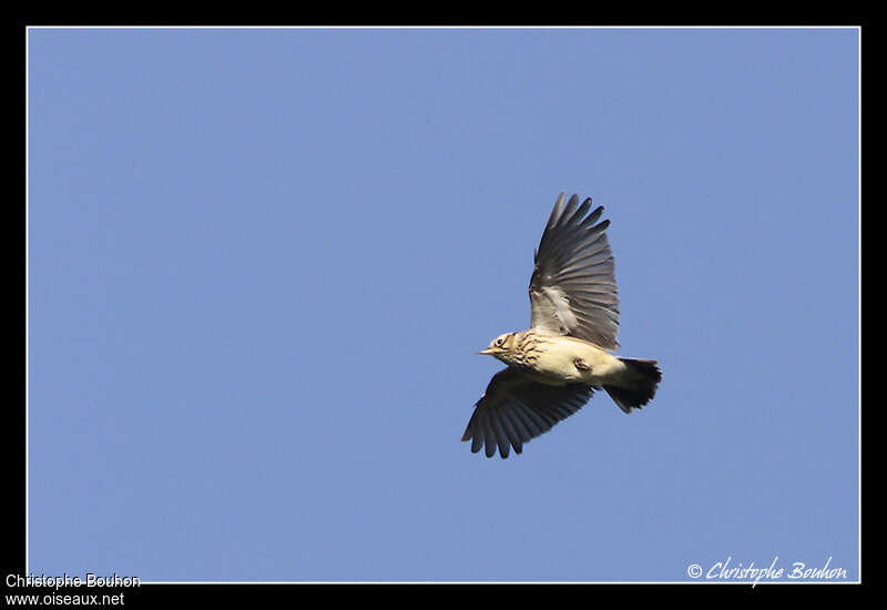 Woodlarkadult, Flight, song