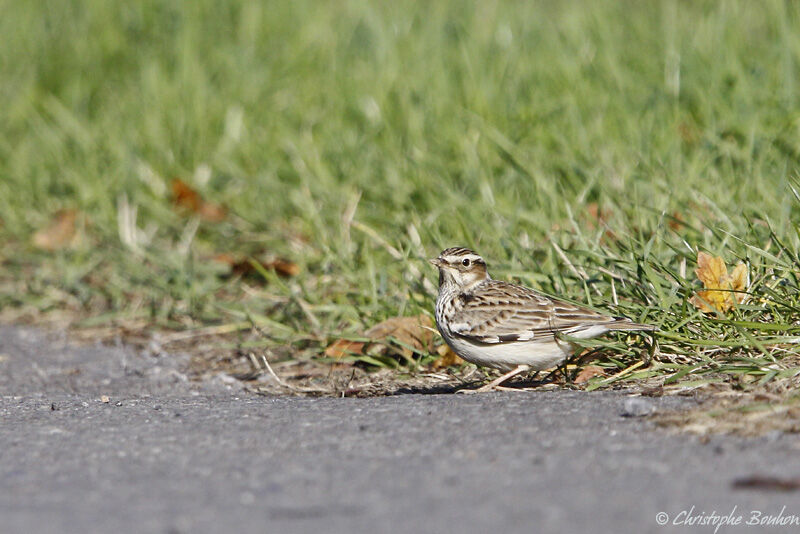 Woodlark, identification