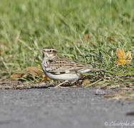 Woodlark