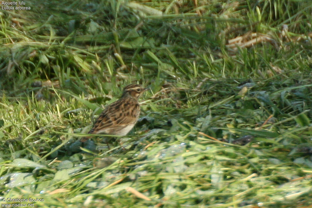 Woodlark