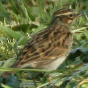 Woodlark