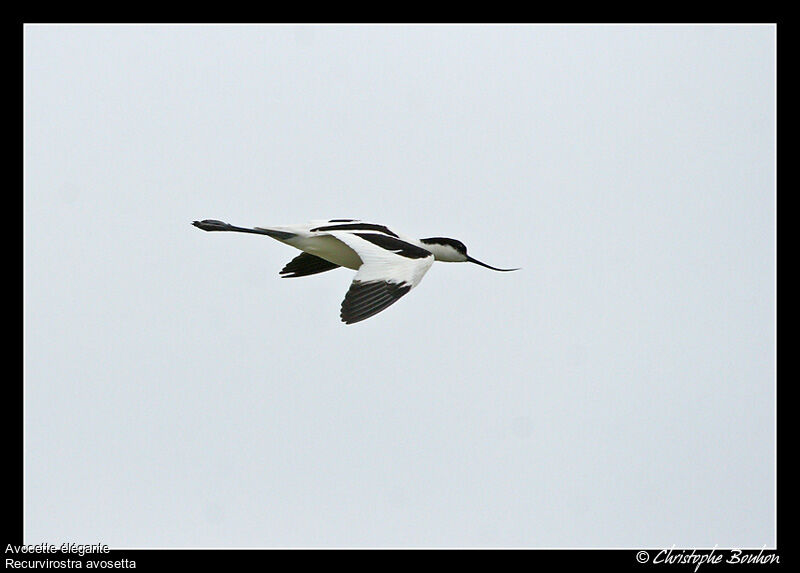 Avocette éléganteadulte