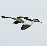 Avocette élégante