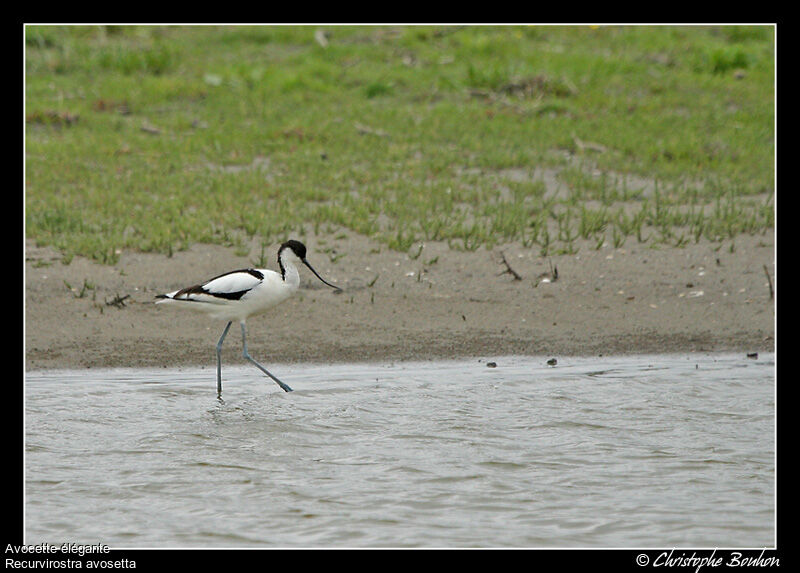 Pied Avocet