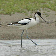 Pied Avocet