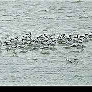 Avocette élégante