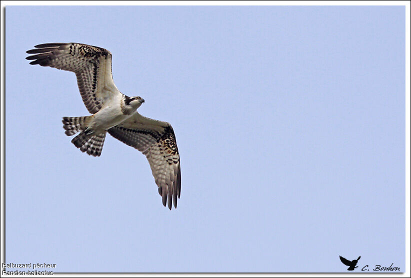 Western Osprey, Flight