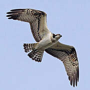 Western Osprey