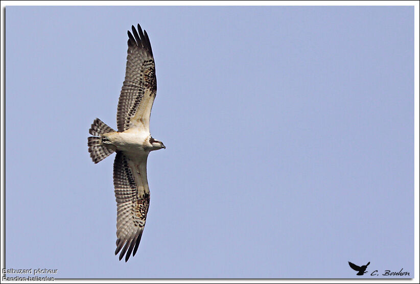 Western Osprey, Flight