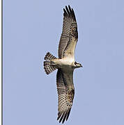 Western Osprey