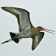 Black-tailed Godwit