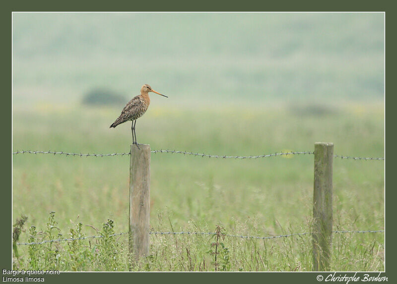 Black-tailed Godwit