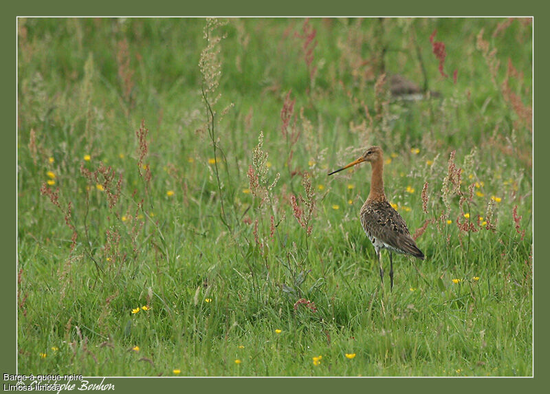 Black-tailed Godwit