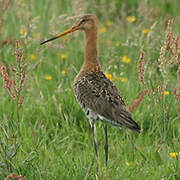 Black-tailed Godwit