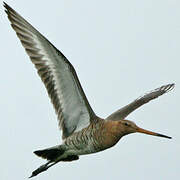 Black-tailed Godwit