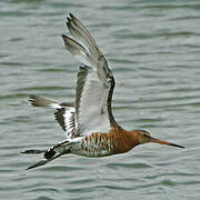 Black-tailed Godwit