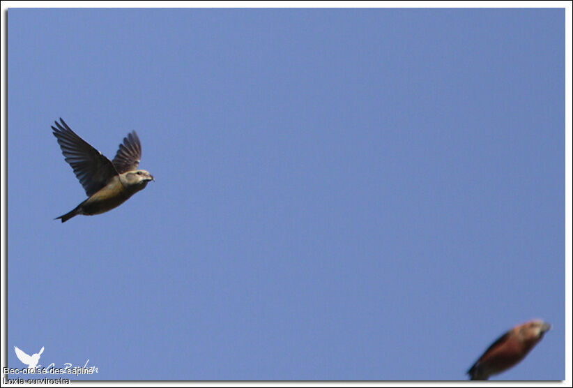 Red Crossbill female, Flight