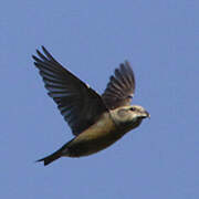 Red Crossbill