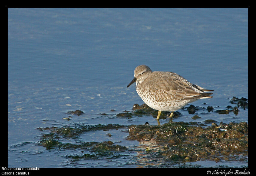 Red Knot