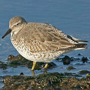 Red Knot