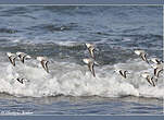 Bécasseau sanderling