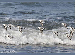 Bécasseau sanderling