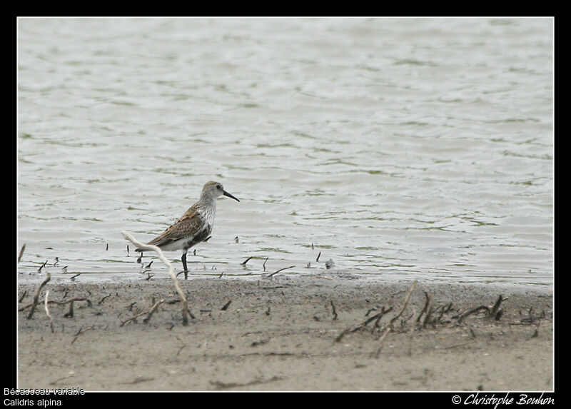 Dunlin