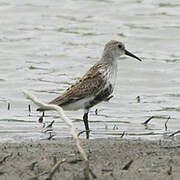 Dunlin