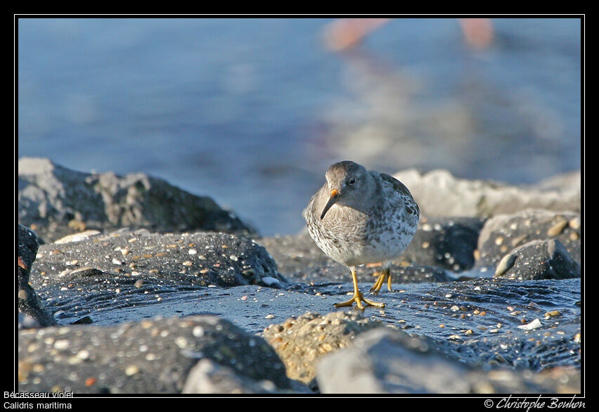 Purple Sandpiper