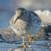 Purple Sandpiper