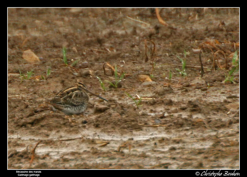 Common Snipe