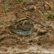 Common Snipe