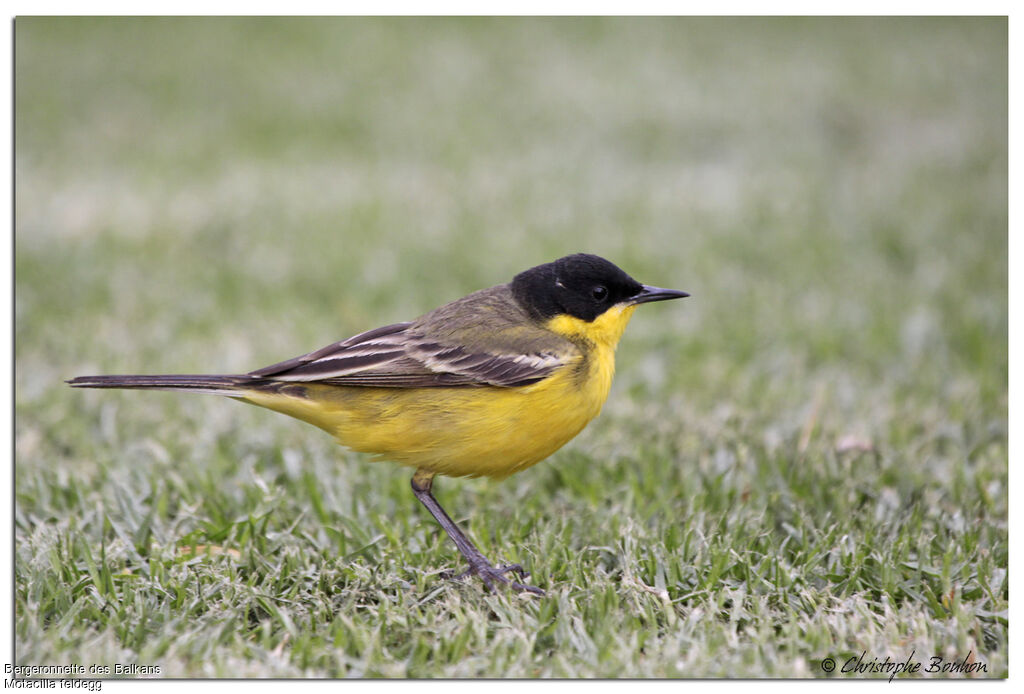 Western Yellow Wagtail (feldegg)adult, identification