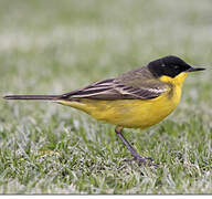 Western Yellow Wagtail (feldegg)