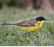 Western Yellow Wagtail (feldegg)