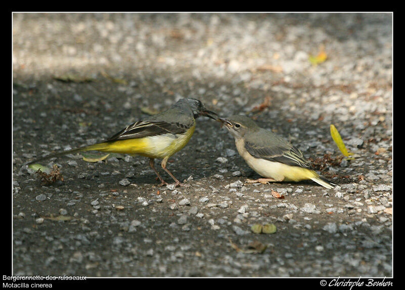 Bergeronnette des ruisseaux