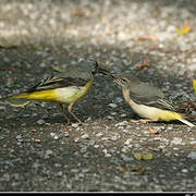 Grey Wagtail