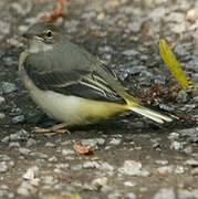 Grey Wagtail