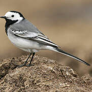 White Wagtail