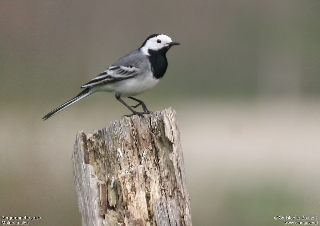 White Wagtail