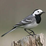 White Wagtail