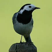 White Wagtail