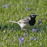 White Wagtail