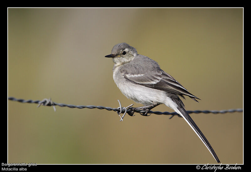 White Wagtailjuvenile, identification