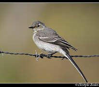 White Wagtail