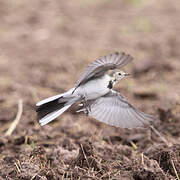 White Wagtail