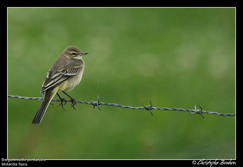 Western Yellow Wagtail