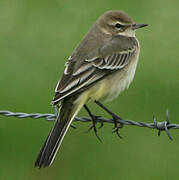 Western Yellow Wagtail