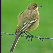 Western Yellow Wagtail